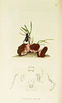 Curtis British Entomology Plate 15