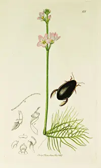 Curtis British Entomology Plate 151