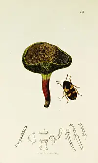 Boletus Prints: Curtis British Entomology Plate 156