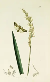 Curtis British Entomology Plate 157