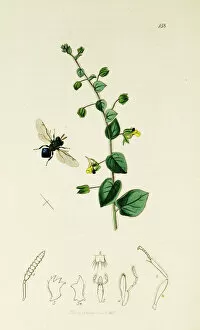 Antirrhinum Gallery: Curtis British Entomology Plate 158