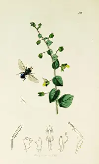 Round Leaved Prints: Curtis British Entomology Plate 158