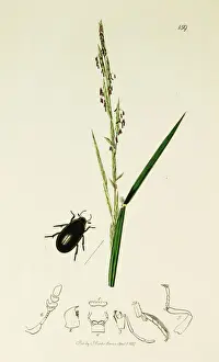 Curtis British Entomology Plate 159