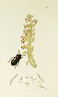 Populi Prints: Curtis British Entomology Plate 160