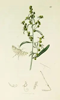 Artemisia Prints: Curtis British Entomology Plate 161
