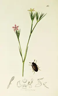 Minute Prints: Curtis British Entomology Plate 163
