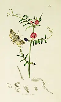 Curtis British Entomology Plate 165