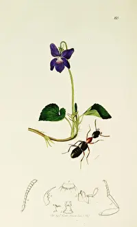 Viola Prints: Curtis British Entomology Plate 168