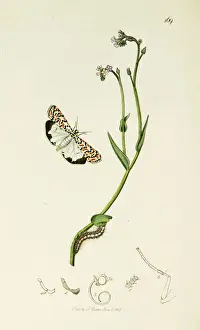 Footman Prints: Curtis British Entomology Plate 169