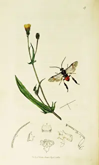 Curtis British Entomology Plate 17