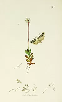 Curtis British Entomology Plate 170