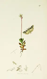 Specific Prints: Curtis British Entomology Plate 170