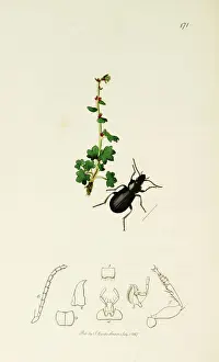 Cernua Prints: Curtis British Entomology Plate 171