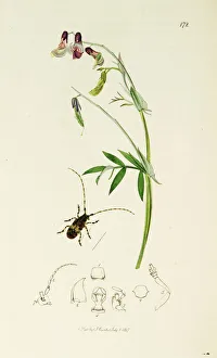 Clouded Collection: Curtis British Entomology Plate 172