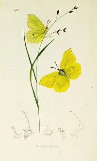 Curtis British Entomology Plate 173