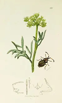 Curtis British Entomology Plate 174