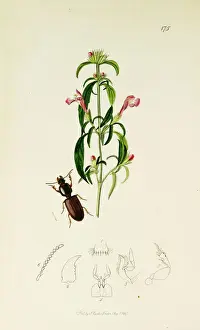 Collaris Prints: Curtis British Entomology Plate 175