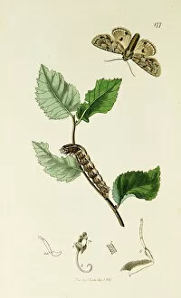 Brocade Gallery: Curtis British Entomology Plate 177