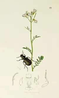 Curtis British Entomology Plate 179