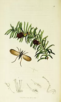 Curtis British Entomology Plate 18