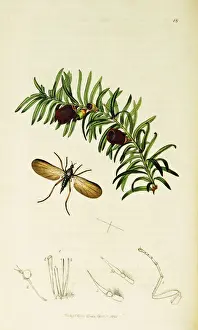 Borealis Prints: Curtis British Entomology Plate 18