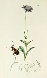 Scabious Prints: Curtis British Entomology Plate 180