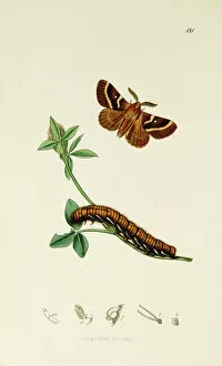 Eggar Collection: Curtis British Entomology Plate 181