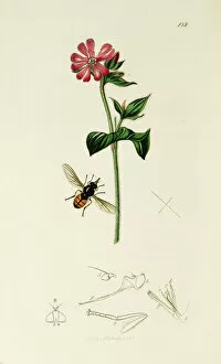 Curtis British Entomology Plate 182