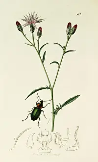 Curtis British Entomology Plate 183