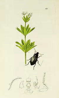 Curtis British Entomology Plate 184