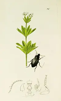 Odorata Prints: Curtis British Entomology Plate 184