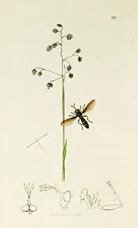 Hover Fly Collection: Curtis British Entomology Plate 186