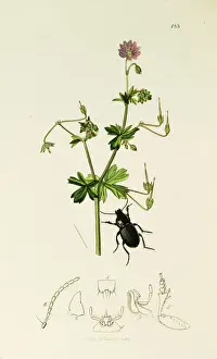 Curtis British Entomology Plate 188