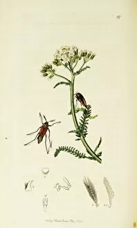 Achillea Collection: Curtis British Entomology Plate 19