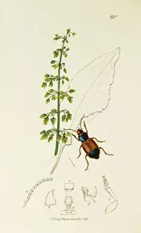 Rumex Prints: Curtis British Entomology Plate 191