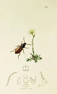 Curtis British Entomology Plate 192