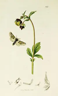 Poplar Prints: Curtis British Entomology Plate 193