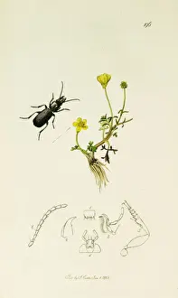 Elongated Prints: Curtis British Entomology Plate 196