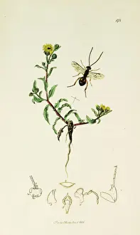 Less Prints: Curtis British Entomology Plate 198