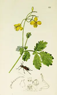 Mainland European Prints: Curtis British Entomology Plate 199