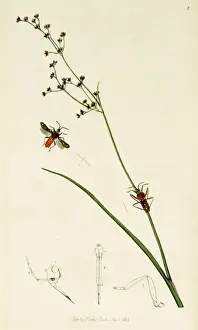 Curtis British Entomology Plate 2