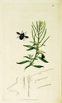 Hemiptera Prints: Curtis British Entomology Plate 20