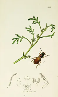 Cress Collection: Curtis British Entomology Plate 200