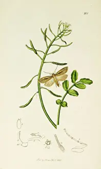 Curtis British Entomology Plate 201