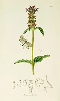 Fimbriatus Prints: Curtis British Entomology Plate 202