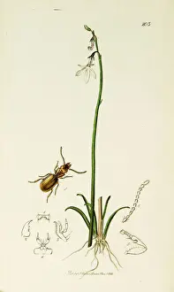 Tawny Prints: Curtis British Entomology Plate 203