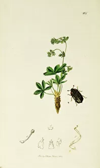 Alpina Gallery: Curtis British Entomology Plate 204
