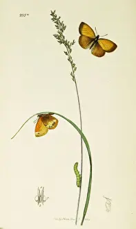 Curtis British Entomology Plate 205*