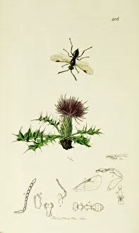 Acaulis Gallery: Curtis British Entomology Plate 206