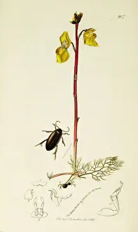 Curtis British Entomology Plate 207